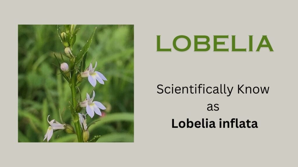 Lobelia: scientific name, habit and habitat