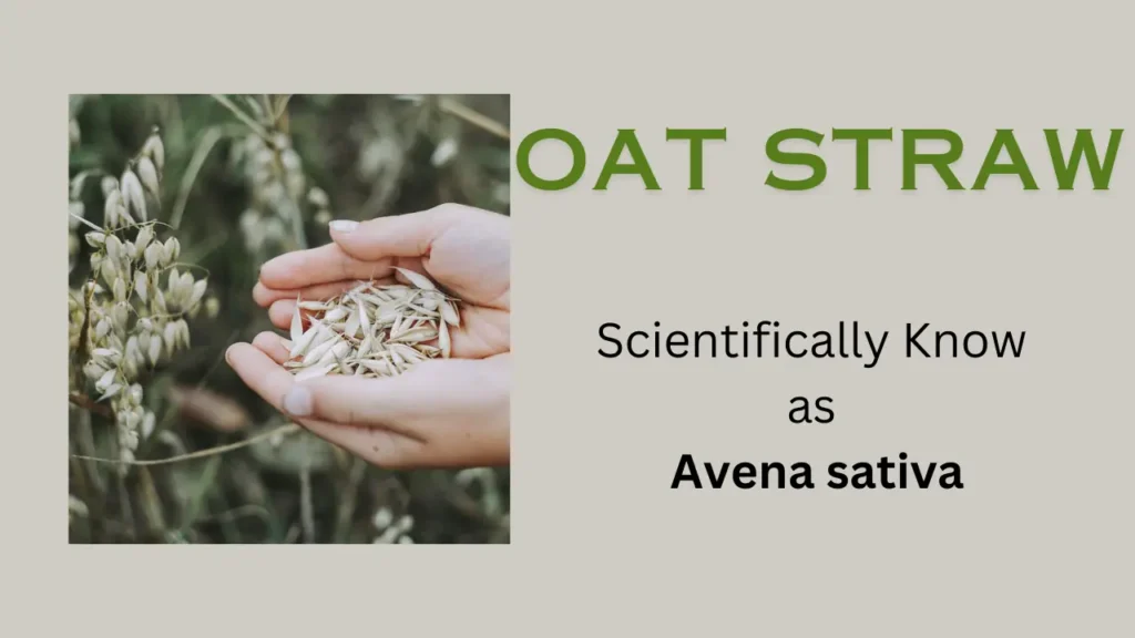 Oat Straw: scientific name, habit, and habitat
