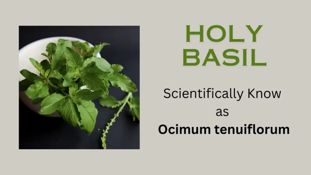 Holy basil: Scientific name, properties, and health benefits