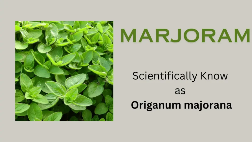 Marjoram: scientific name, family, habit and habitat
