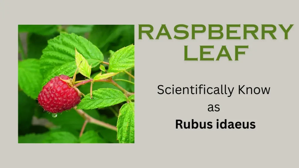 Raspberry leaf: scientific name, habit and habitat