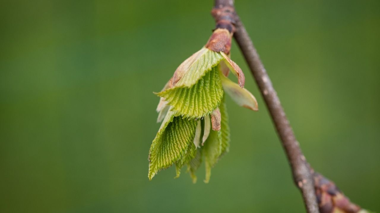 How to grow Slippery Elm at home: easy guide