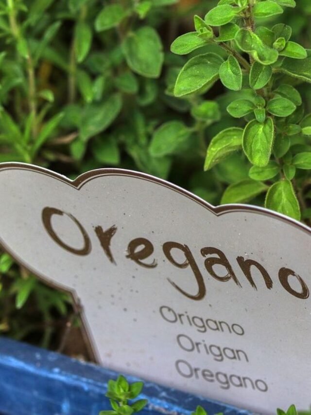 How to grow Oregano at home: easy guide