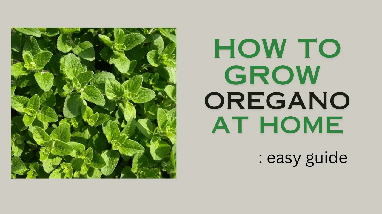 How to grow Oregano at home: easy guide