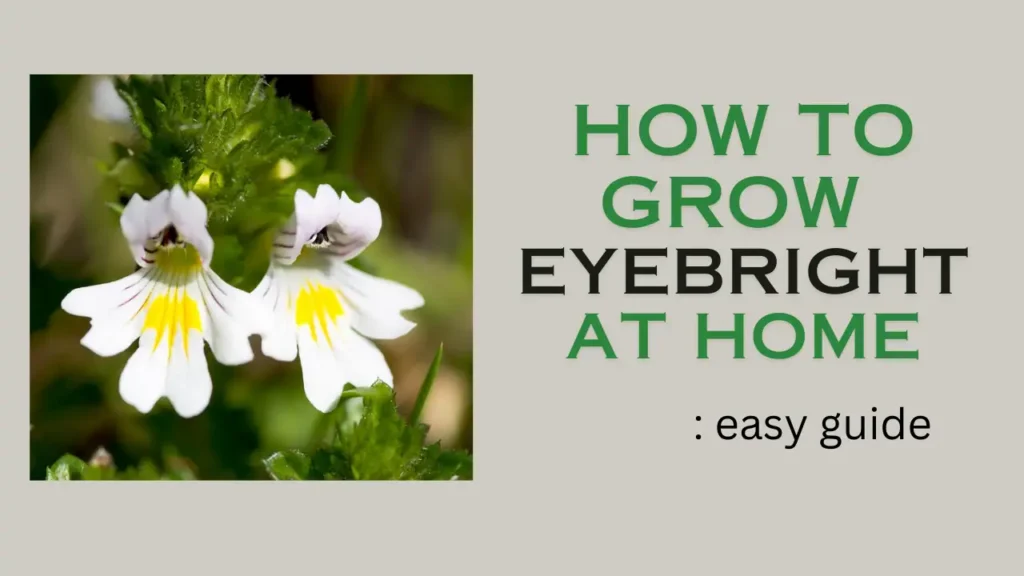 How to Grow Eyebright plant at home: easy guide