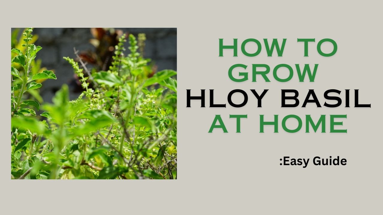 How to grow Holy Basil at home: easy guide