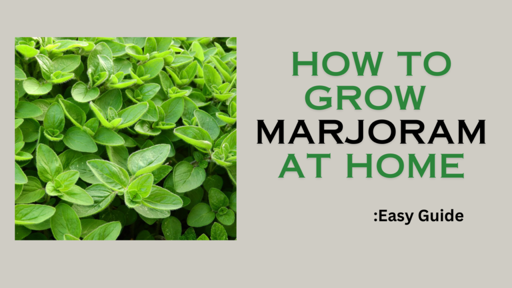 How to grow Marjoram at home: easy guide