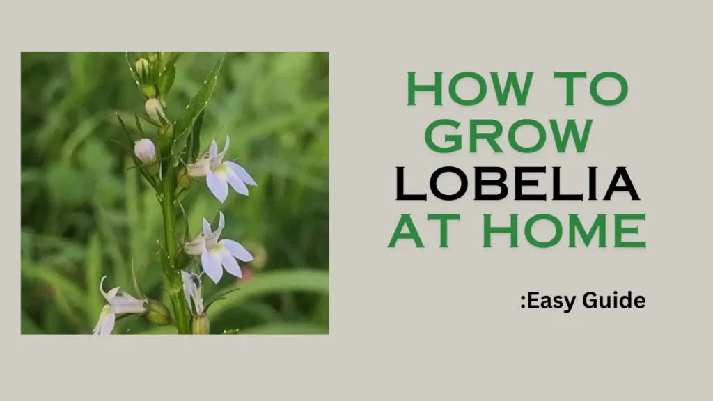 How to Grow Lobelia at home: easy guide