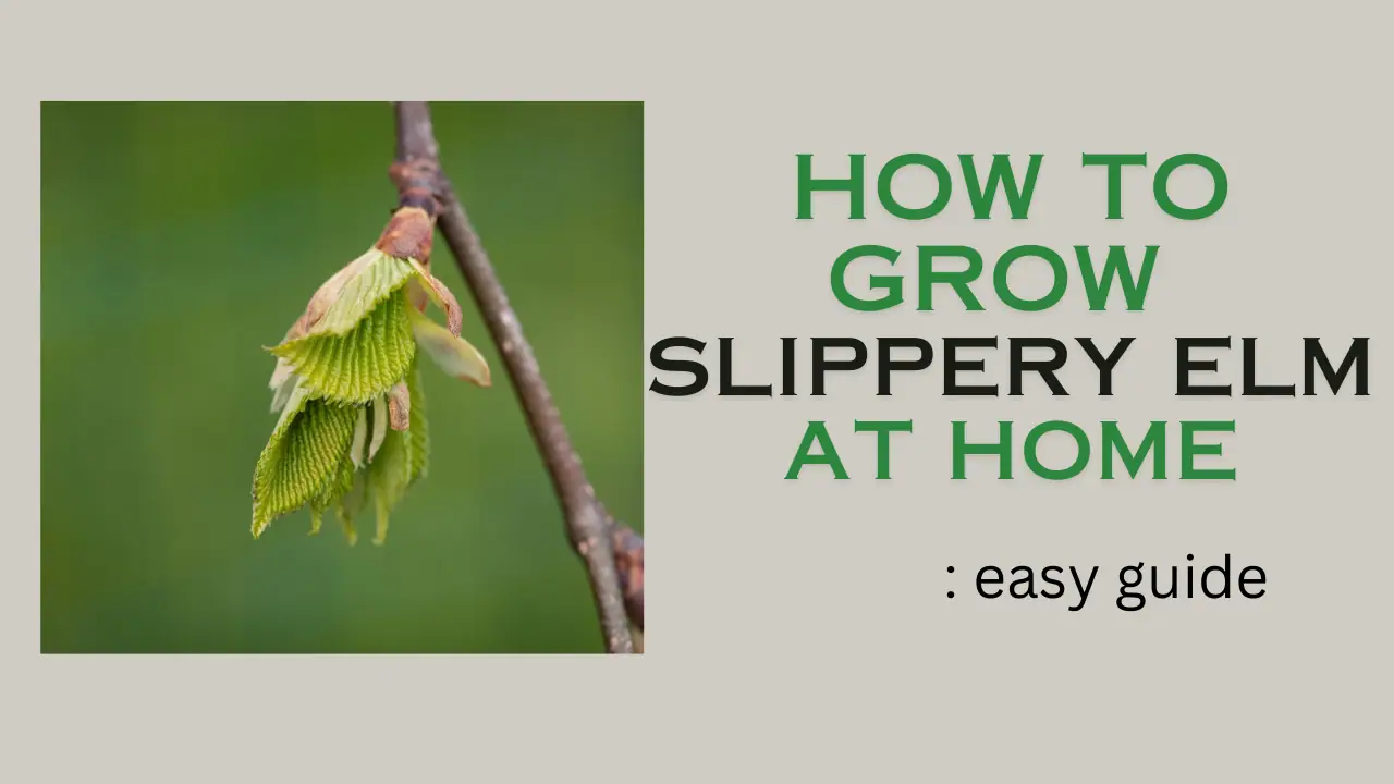 How to grow Slippery Elm at home: easy guide