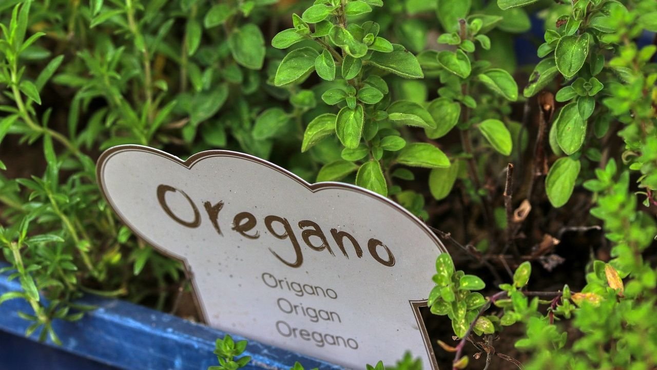 How to grow Oregano at home: easy guide