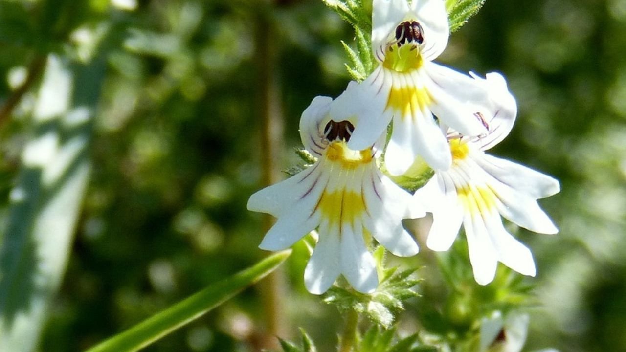 How to Grow Eyebright plant at home: easy guide