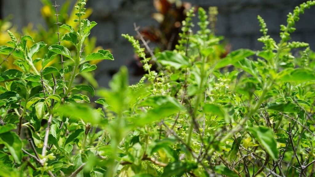 How to grow Holy Basil at home: easy guide - The Medicinal Plants