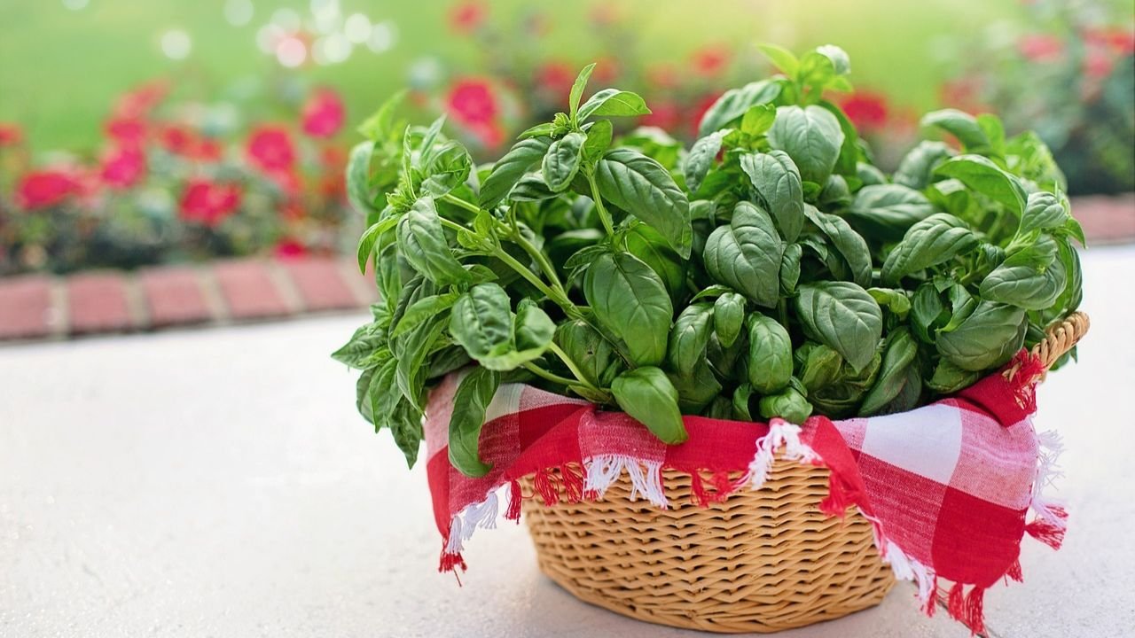 How to grow Basil at home step-by-step guide