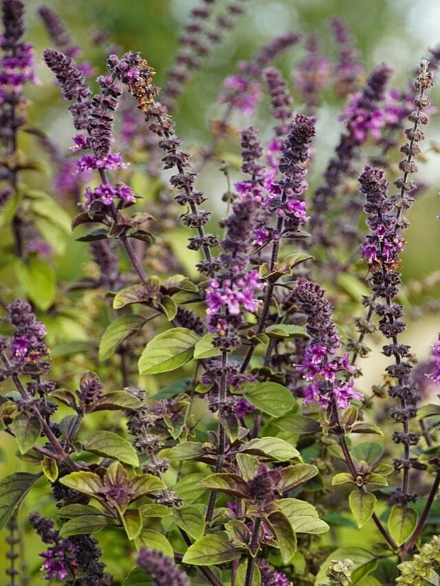 basil-7667978_1280