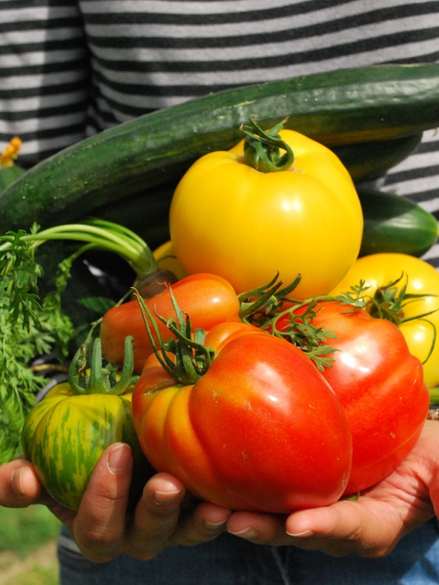 vegetable