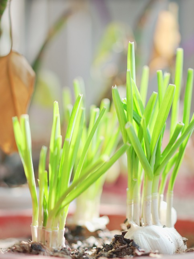 Grow a garlic plant indoors in 6 steps