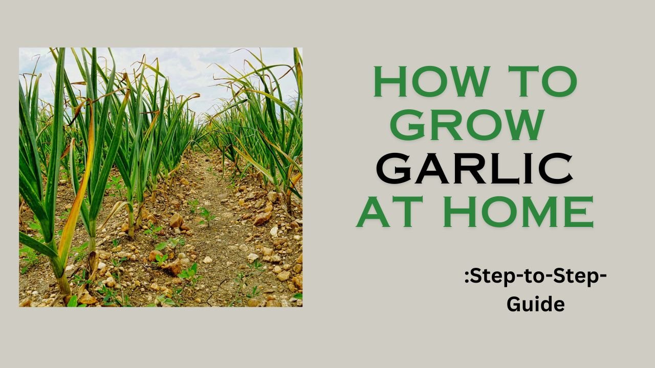 How to grow garlic at home step-to-step guide