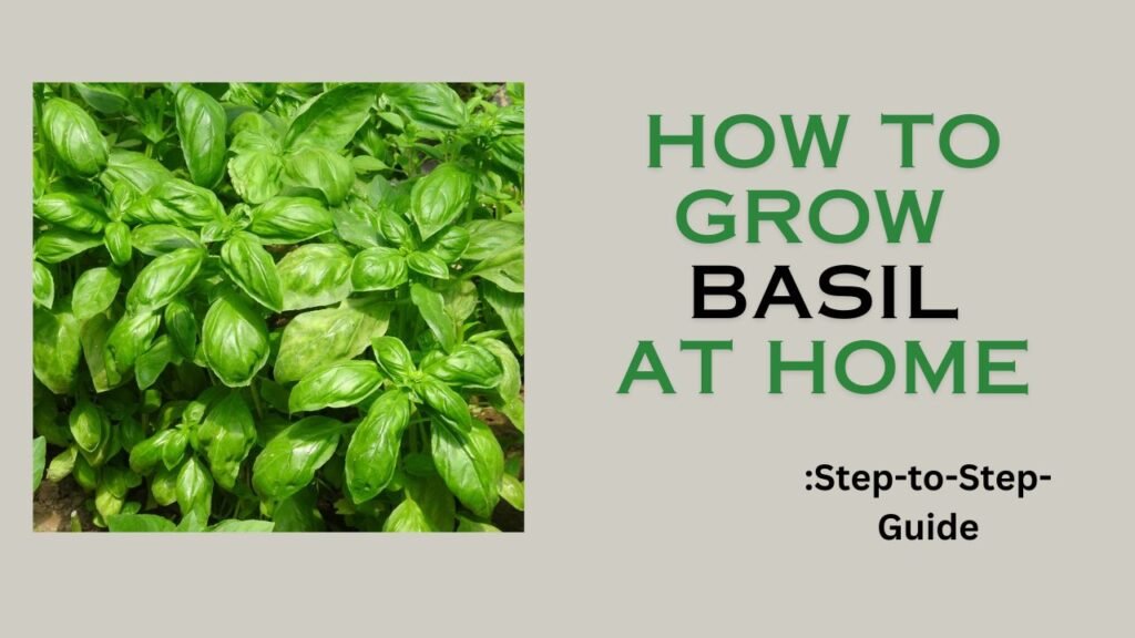 How to grow Basil at home step-by-step guide