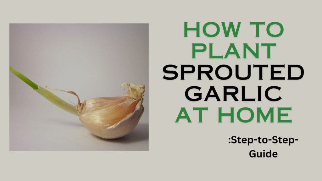 How to Plant Sprouted Garlic: step tp step guide