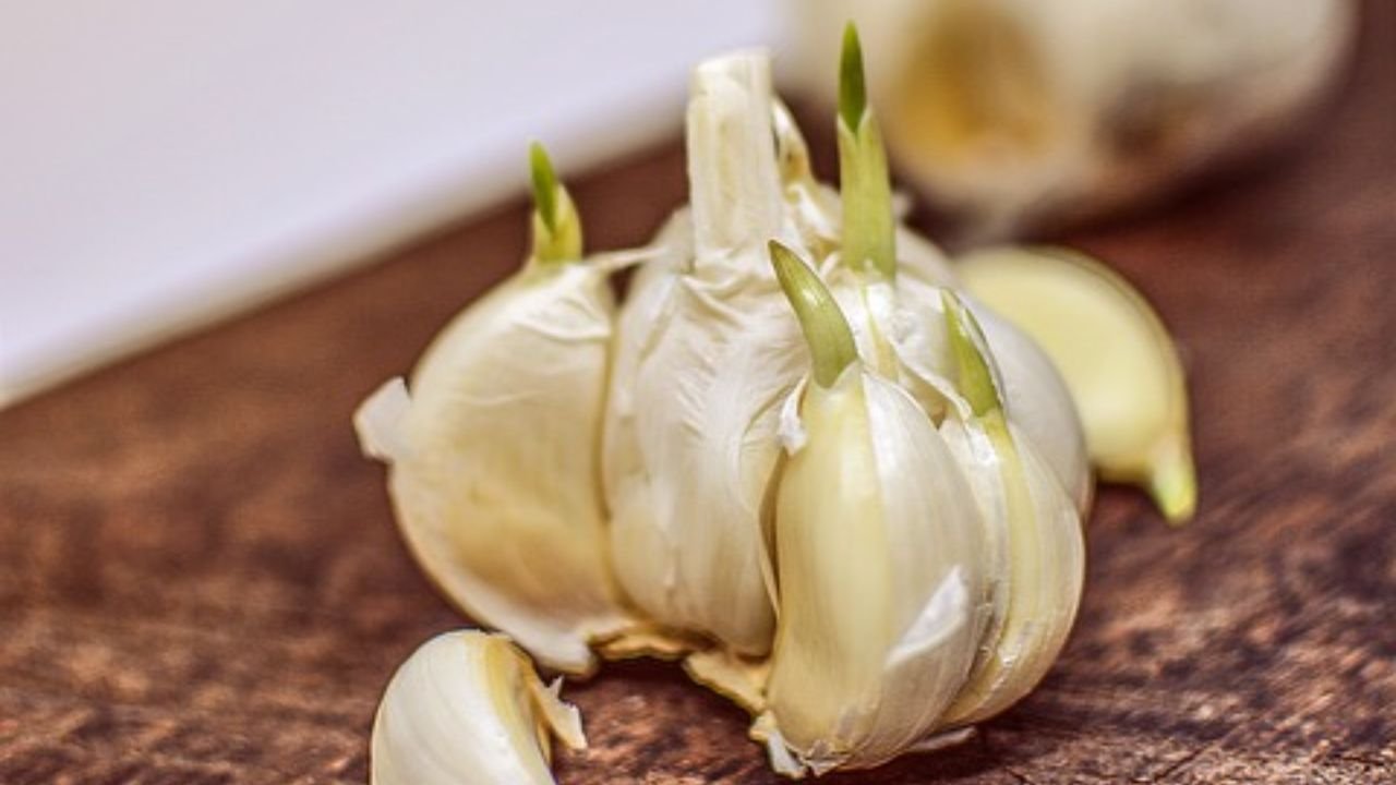 How to Plant Sprouted Garlic: step tp step guide