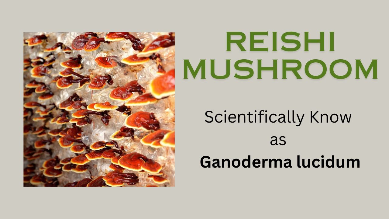 Reishi Mushroom: General Information