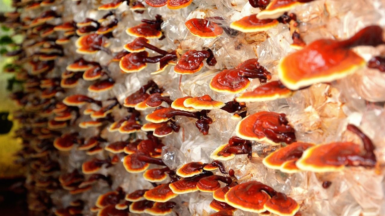 Reishi Mushroom: General Information