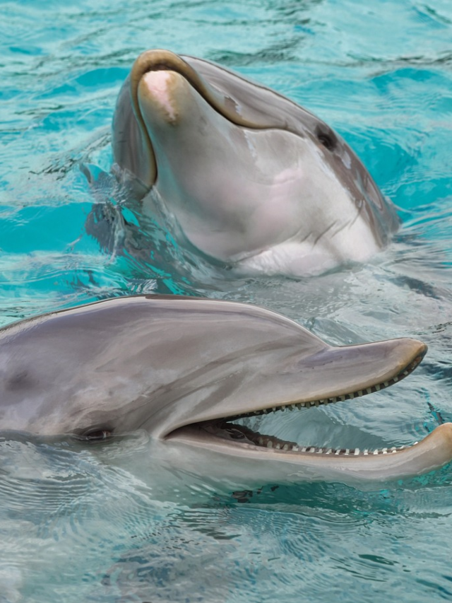 Let’s know some things related to dolphins