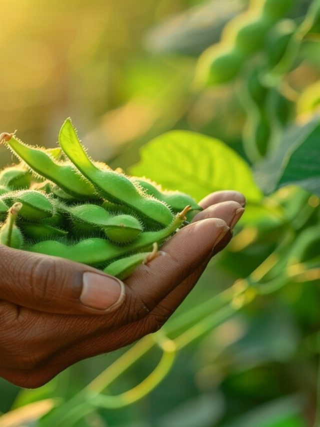 How to Grow Edamame in a Container