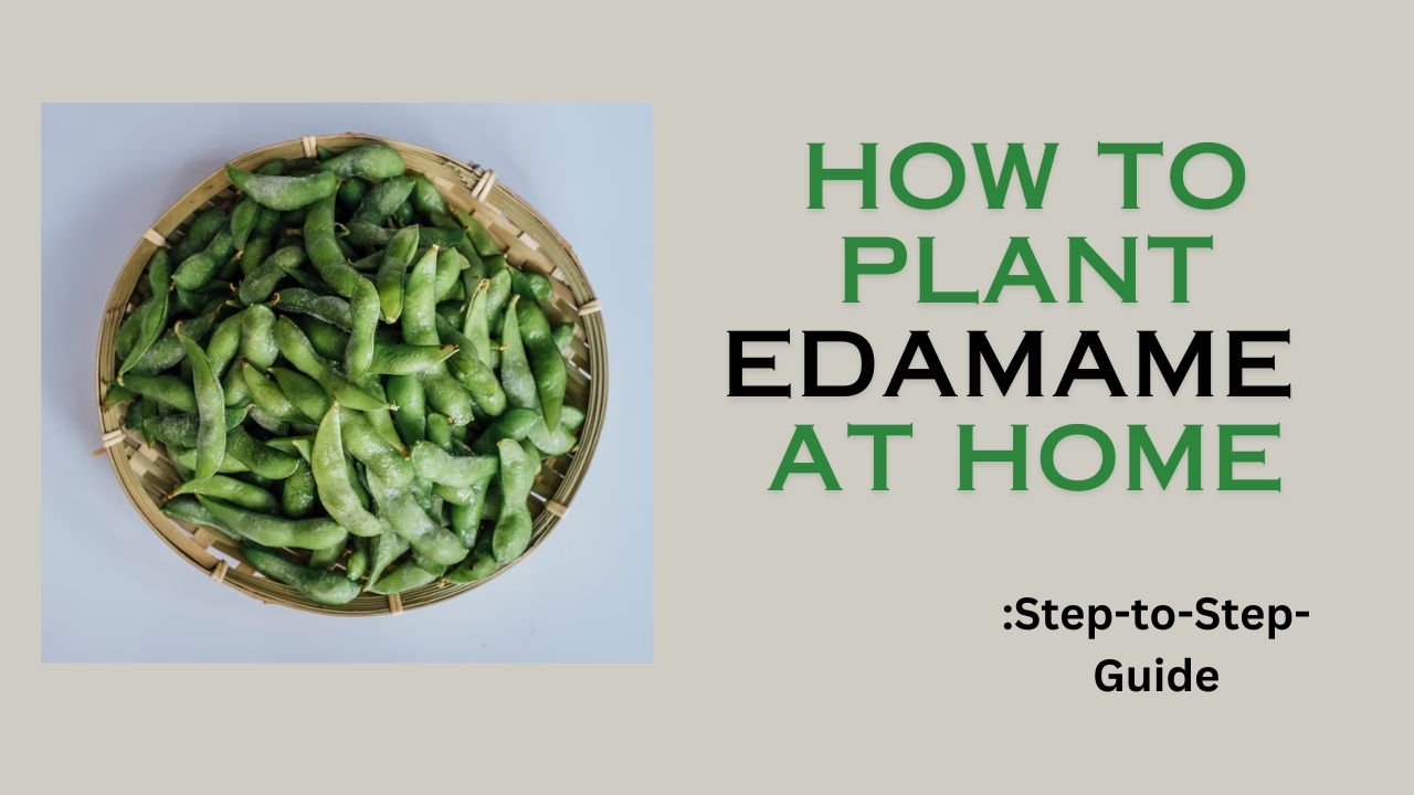 How to Grow Edamame at Home: step-to-step guide