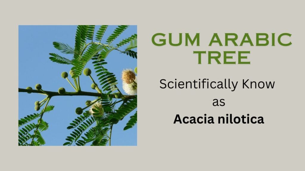 Acacia arabica = Acacia nilotica: Floral formula