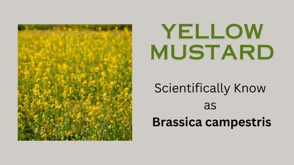 Brassica campestris (Yellow mustard): Floral formula