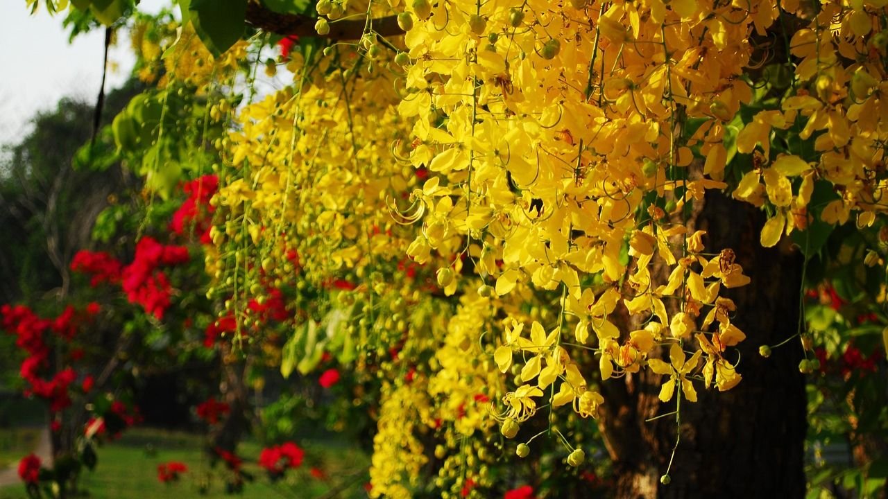 Cassia fistula (Amaltas): Golden shower tree