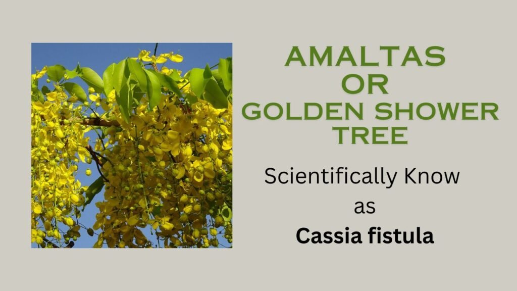 Cassia fistula (Amaltas): Golden shower tree