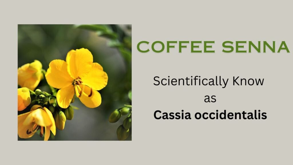 Coffee senna (Cassia occidentalis)