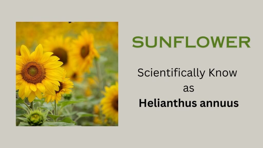 Common sunflower (Helianthus annuus): plant overview