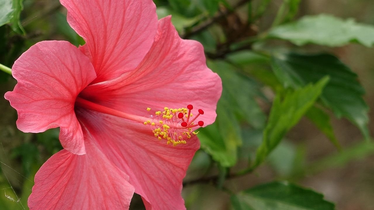 Hibiscus rosa-sinensis (China rose-Gurhal or Shoe Flower)