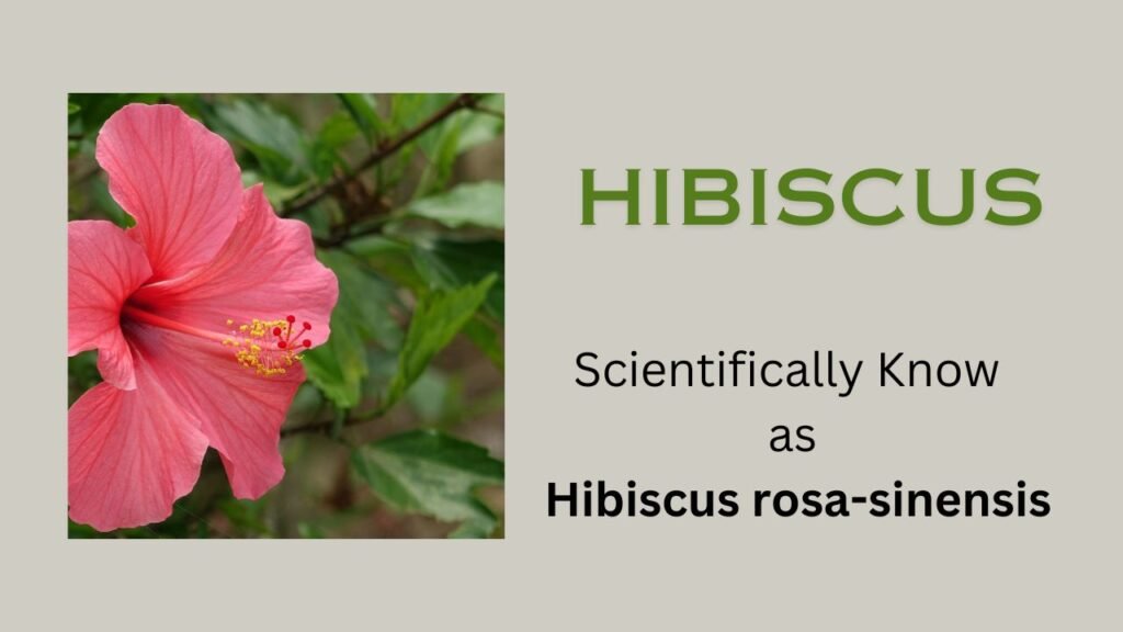 Hibiscus rosa-sinensis (China rose-Gurhal or Shoe Flower)