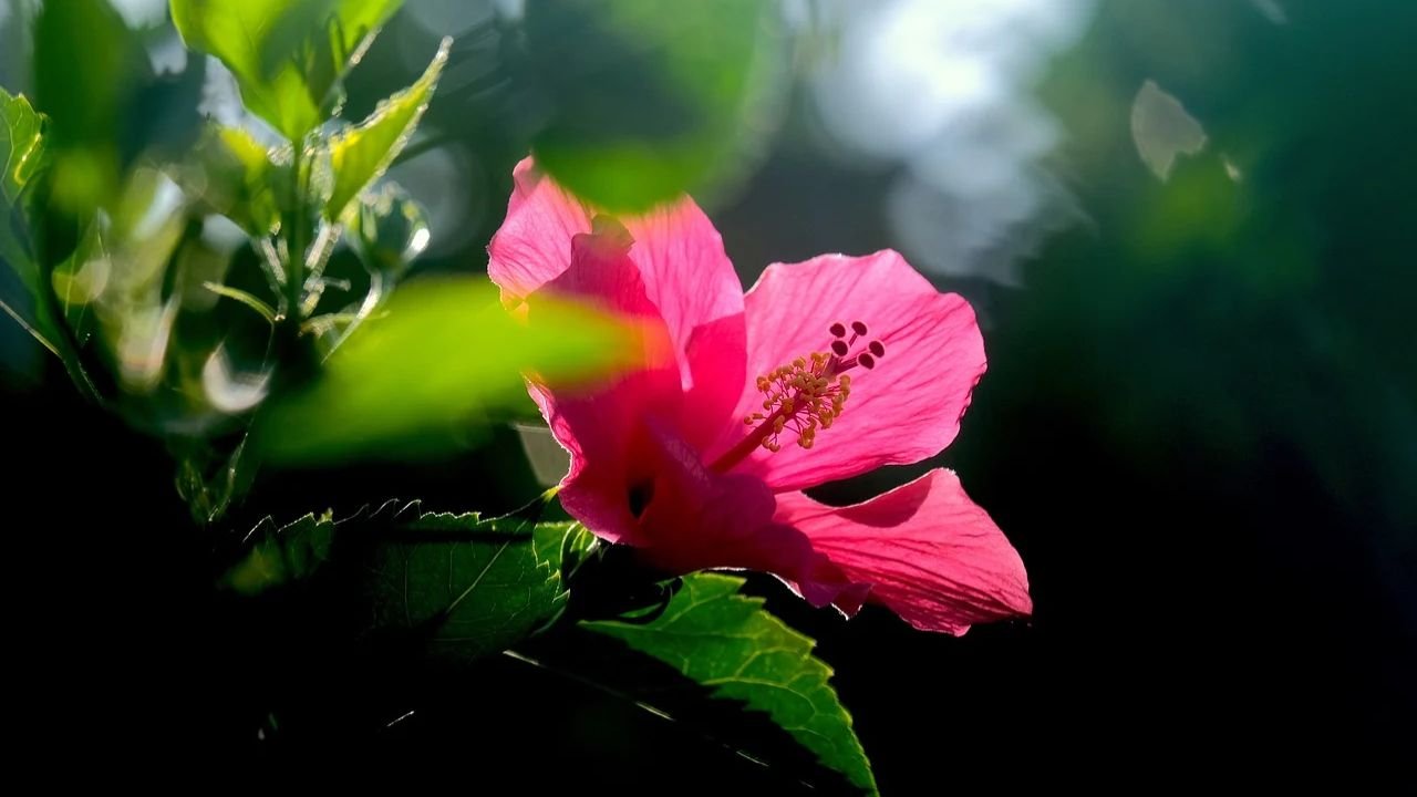 How to Grow Hibiscus rosa-sinensis at home