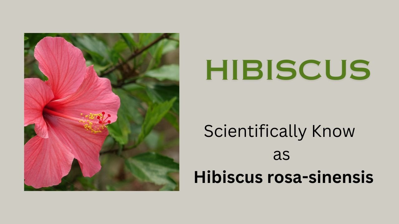 Hibiscus rosa-sinensis (China rose-Gurhal or Shoe Flower)