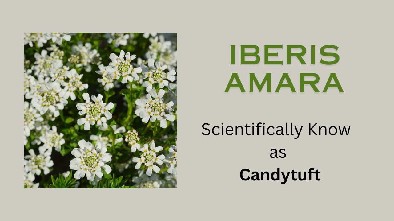 Iberis amara (Candytuft): floral formula