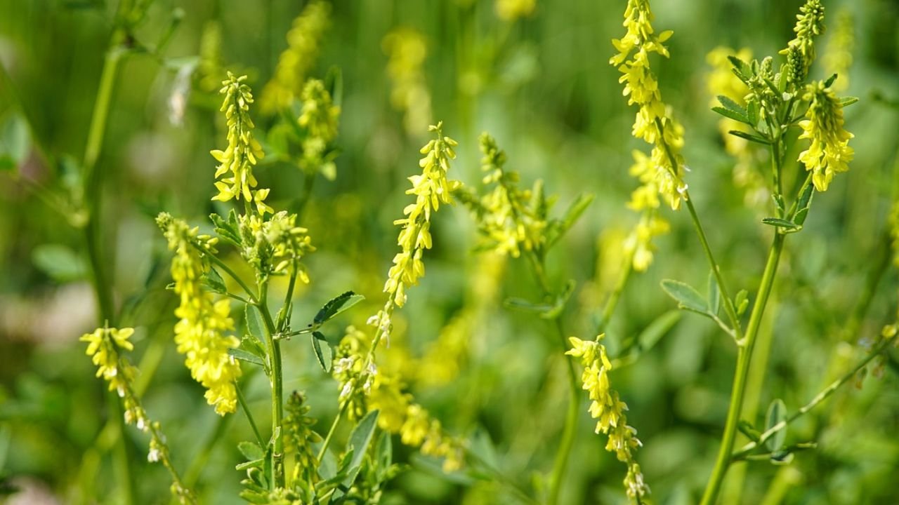 Melilotus indica: Sweet Clover