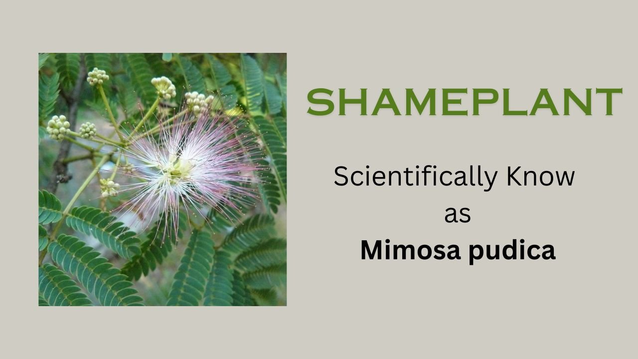 Shameplant: Mimosa pudica: plant overview