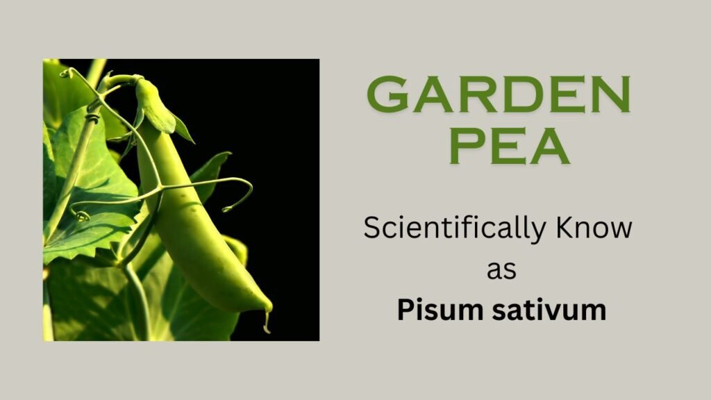 Pisum sativum (Pea Plant or Garden Pea)