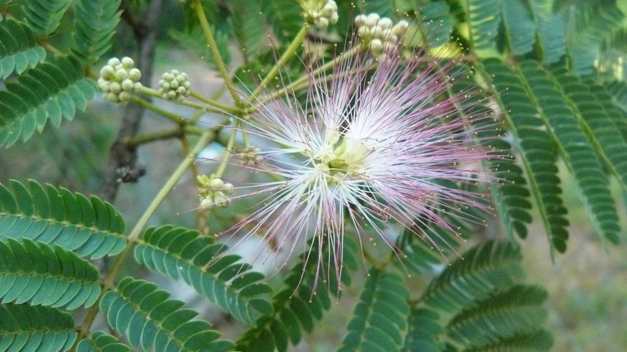 Shameplant: Mimosa pudica: plant overview