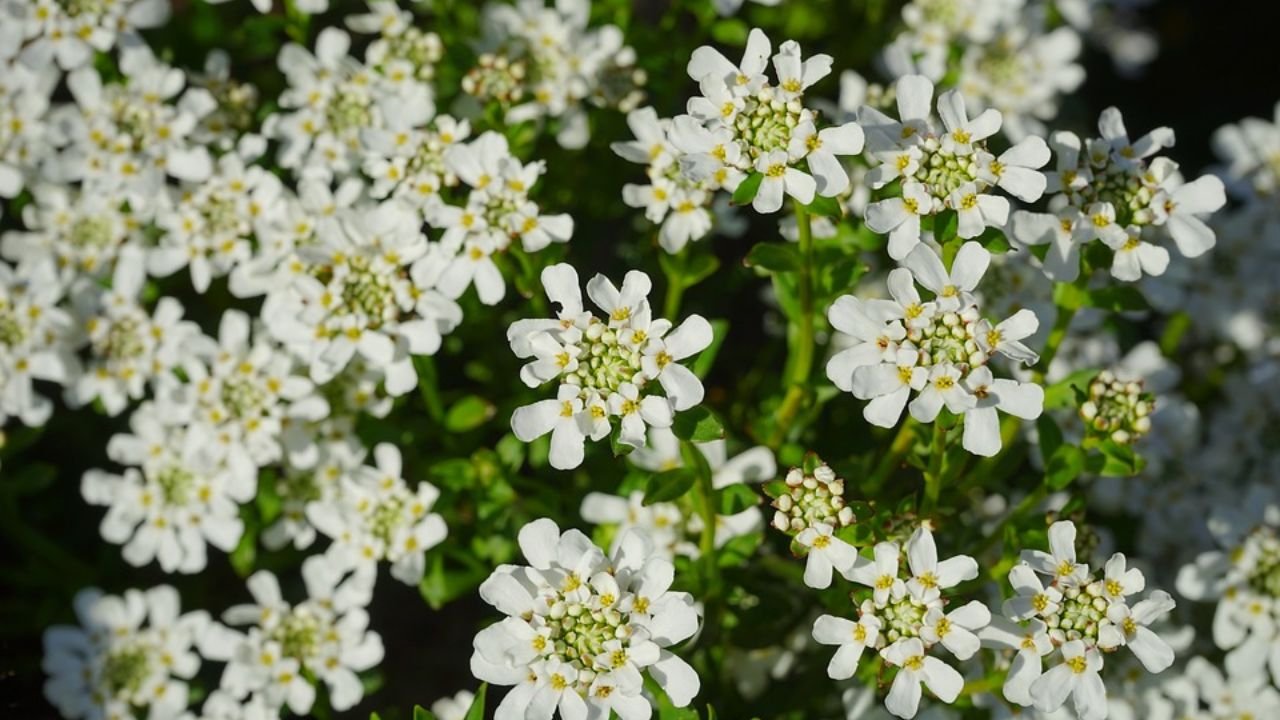 Iberis amara (Candytuft): floral formula