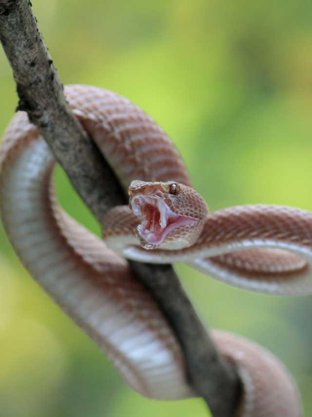 9 most dangerous snakes found in the world