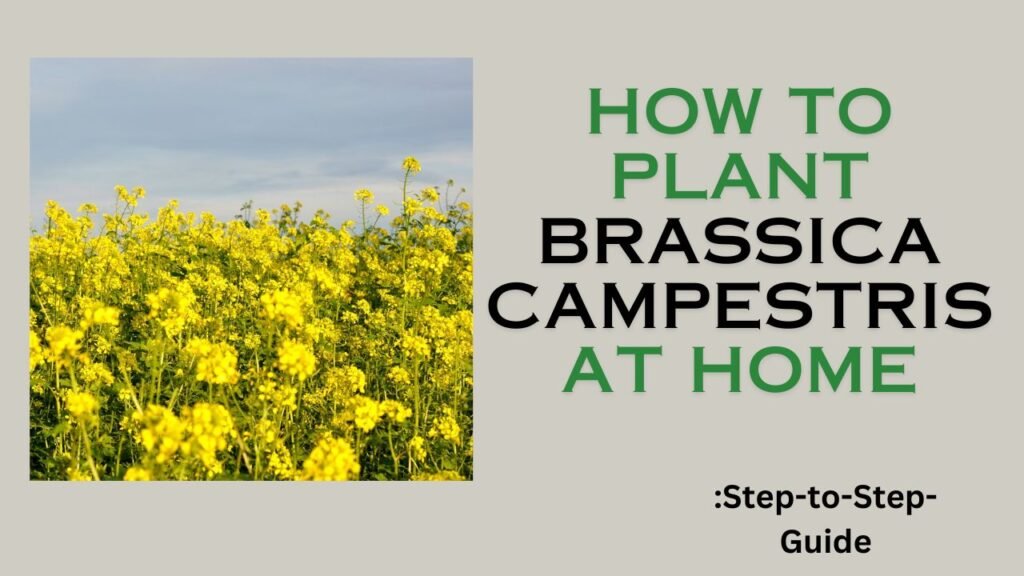 How to grow Brassica campestris at home step to stpe guide