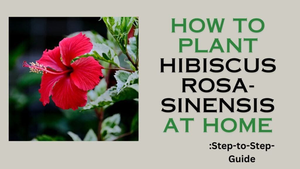 How to Grow Hibiscus rosa-sinensis at home