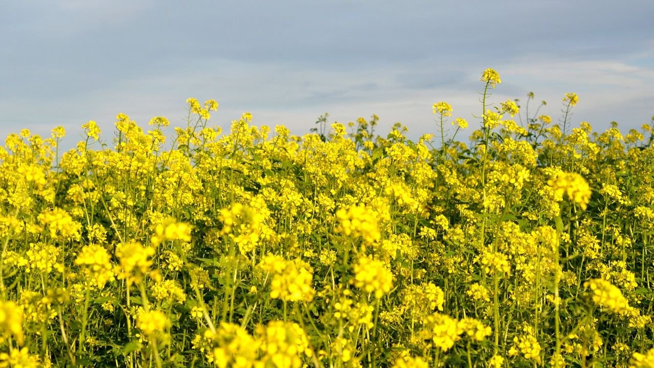 How to grow Brassica campestris at home step to stpe guide