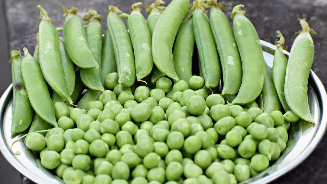 Pisum sativum (Pea Plant or Garden Pea)